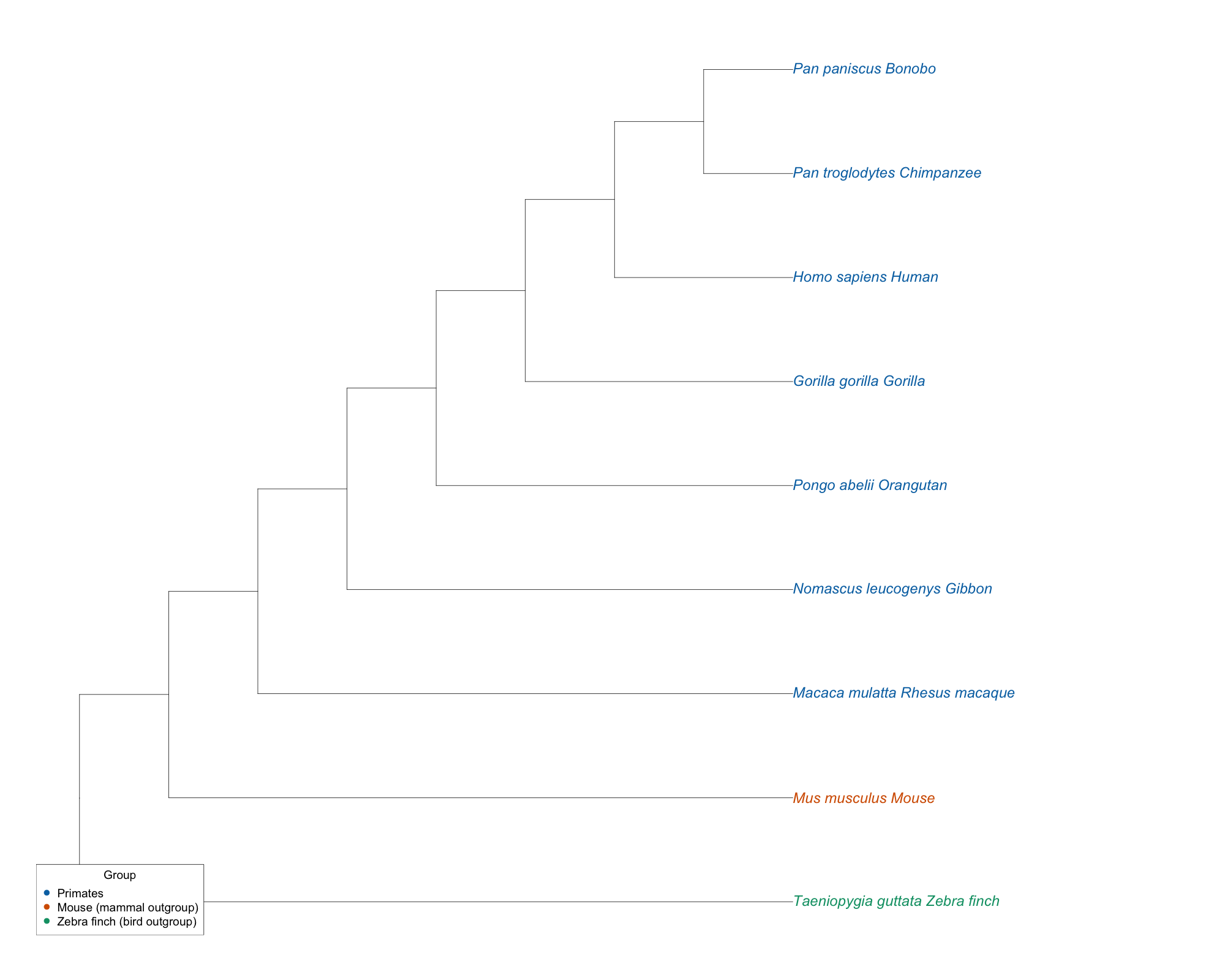UPGMA tree built from mitochondrial genomes of great apes and other primates, with a mouse and a zebra finch as outgroups