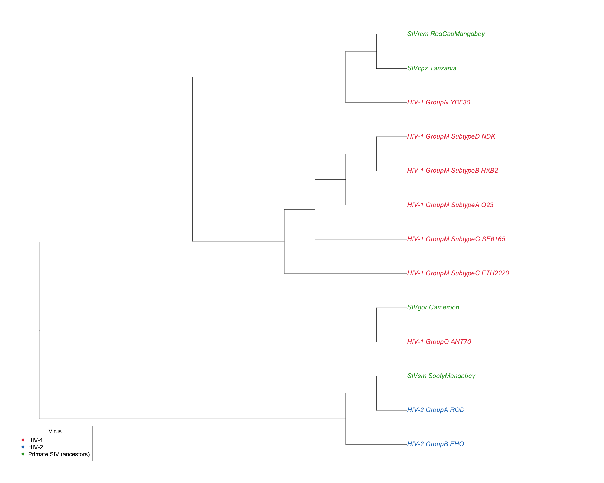 UPGMA tree of HIV-1, HIV-2, and simian immunodeficiency viruses, with HIV-1 and HIV-2 on opposite sides of the tree