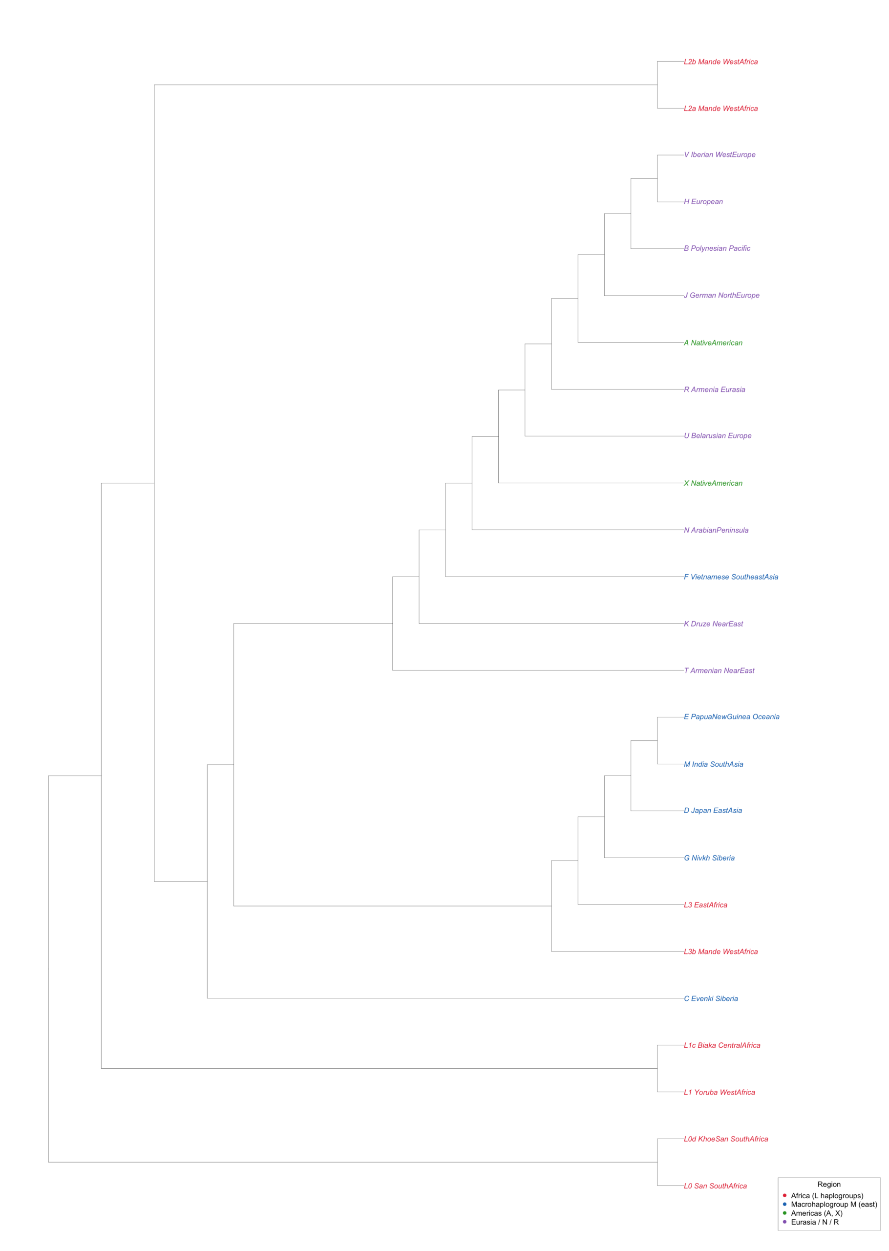UPGMA tree of human mitochondrial haplogroups, with leaves colored by region of the world