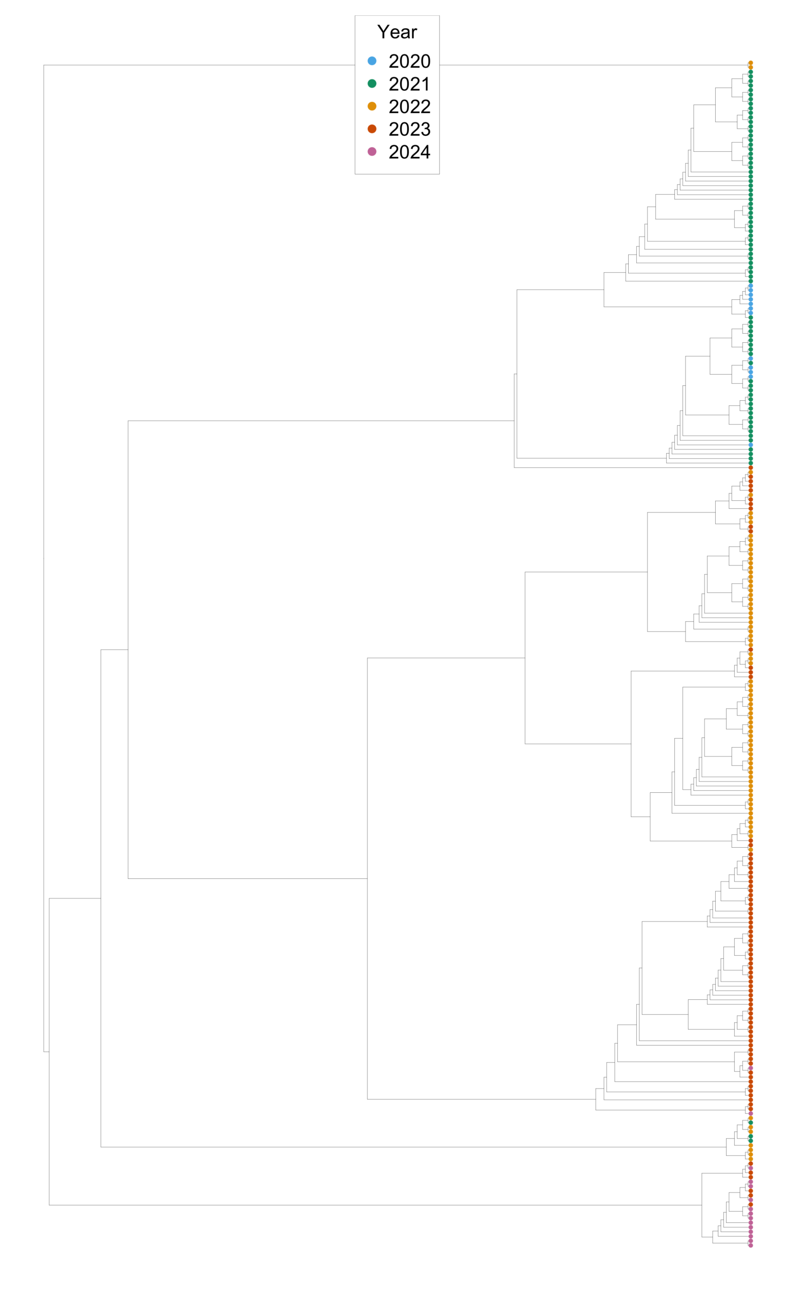 UPGMA tree of SARS-CoV-2 spike proteins sampled in the UK from 2020 to 2024, with leaves colored by year