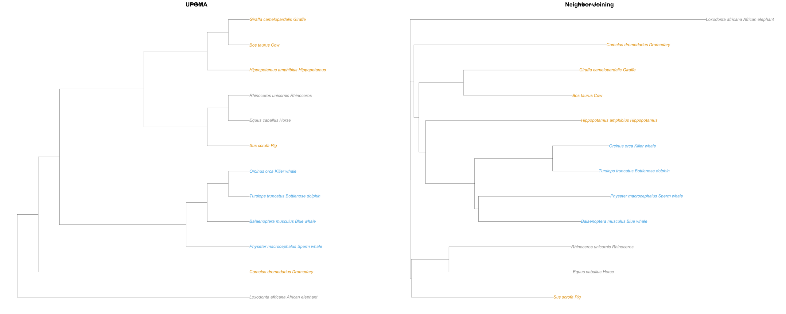 The UPGMA tree for the cetaceans dataset beside the neighbor-joining tree for the same matrix, which places the hippopotamus beside the whales