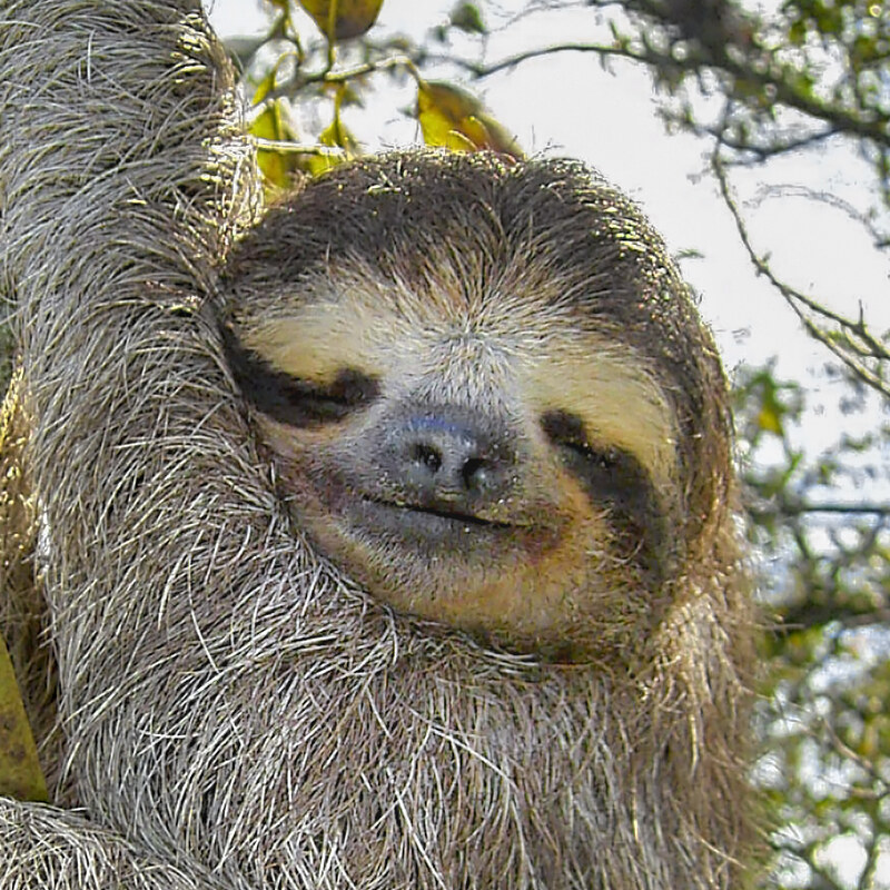 A sloth, standing in for Sriya Veeramachaneni until we get her photo